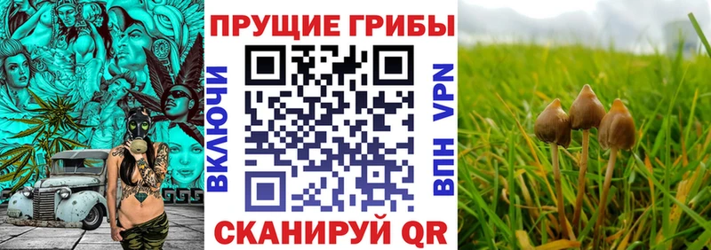 наркотики  Козельск  Галлюциногенные грибы MAGIC MUSHROOMS 